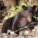A Black Bear cub kept Newburgh Police and other law enforcement officers at bay for several hours in Newburgh, NY on Saturday, April 30, 2011. It is believed the cub wandered north from the Cornwall and West Point areas, seeking food and became disoriente